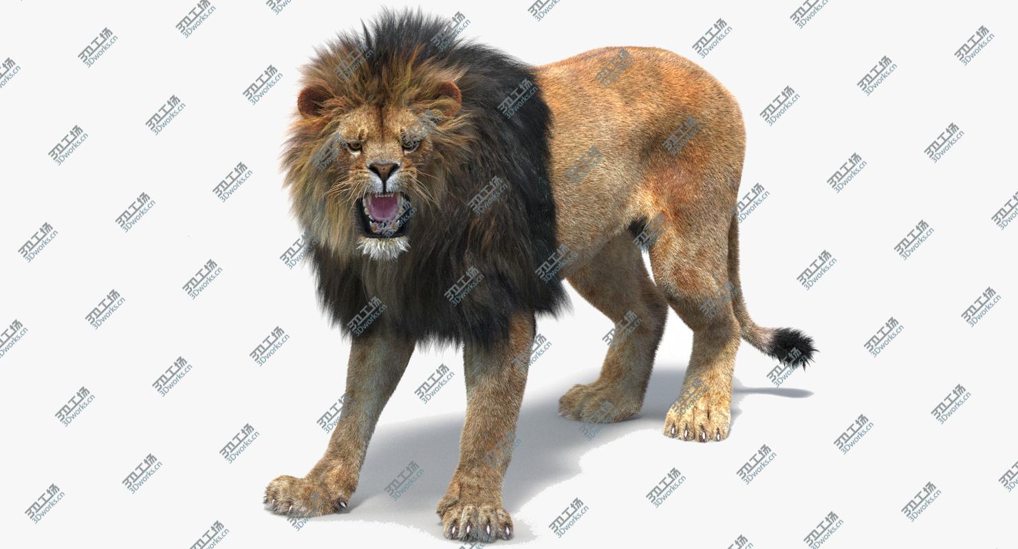 images/goods_img/2021040162/Lion 2 (Fur) (Rigged)/2.jpg